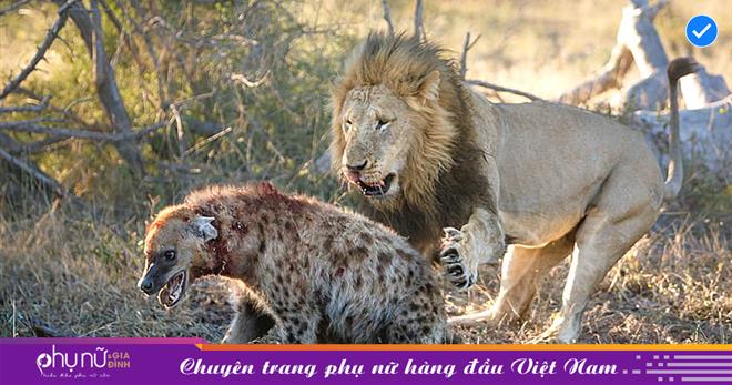 Cuộc đối đầu đầy kịch tính giữa hai con sư tử đực mạnh mẽ và một con linh cẩu đơn độc và cái kết... "quay xe"