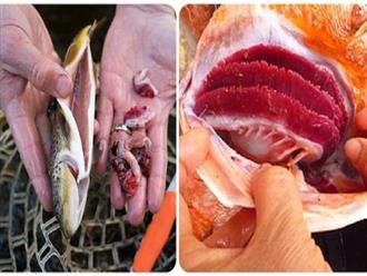 Một bộ phận bẩn hơn cả ruột cá được chuyên gia khuyến cáo loại bỏ khi ăn, người Việt lại lầm tưởng là bộ phận ngon nhất