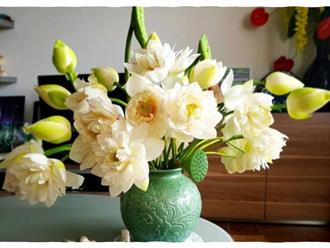 Bí quyết dưỡng hoa sen nở đúng cách căng tròn, tự nhiên giúp ngôi nhà ngập trong hương thơm